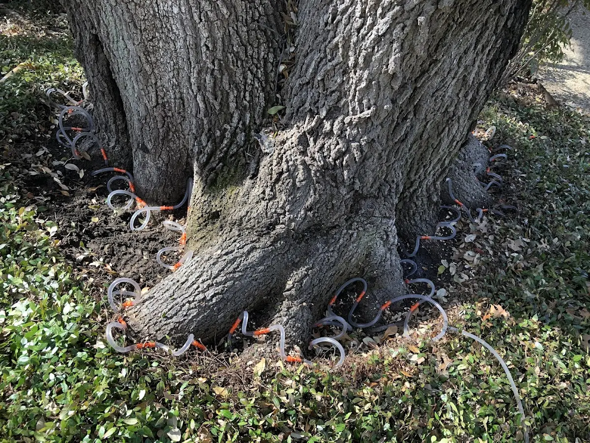Detailed Tree Cabling and Bracing job site in Spring City