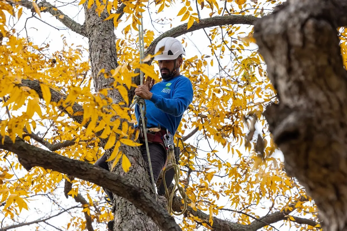 Skilled Tree Planting crew working in Spring City