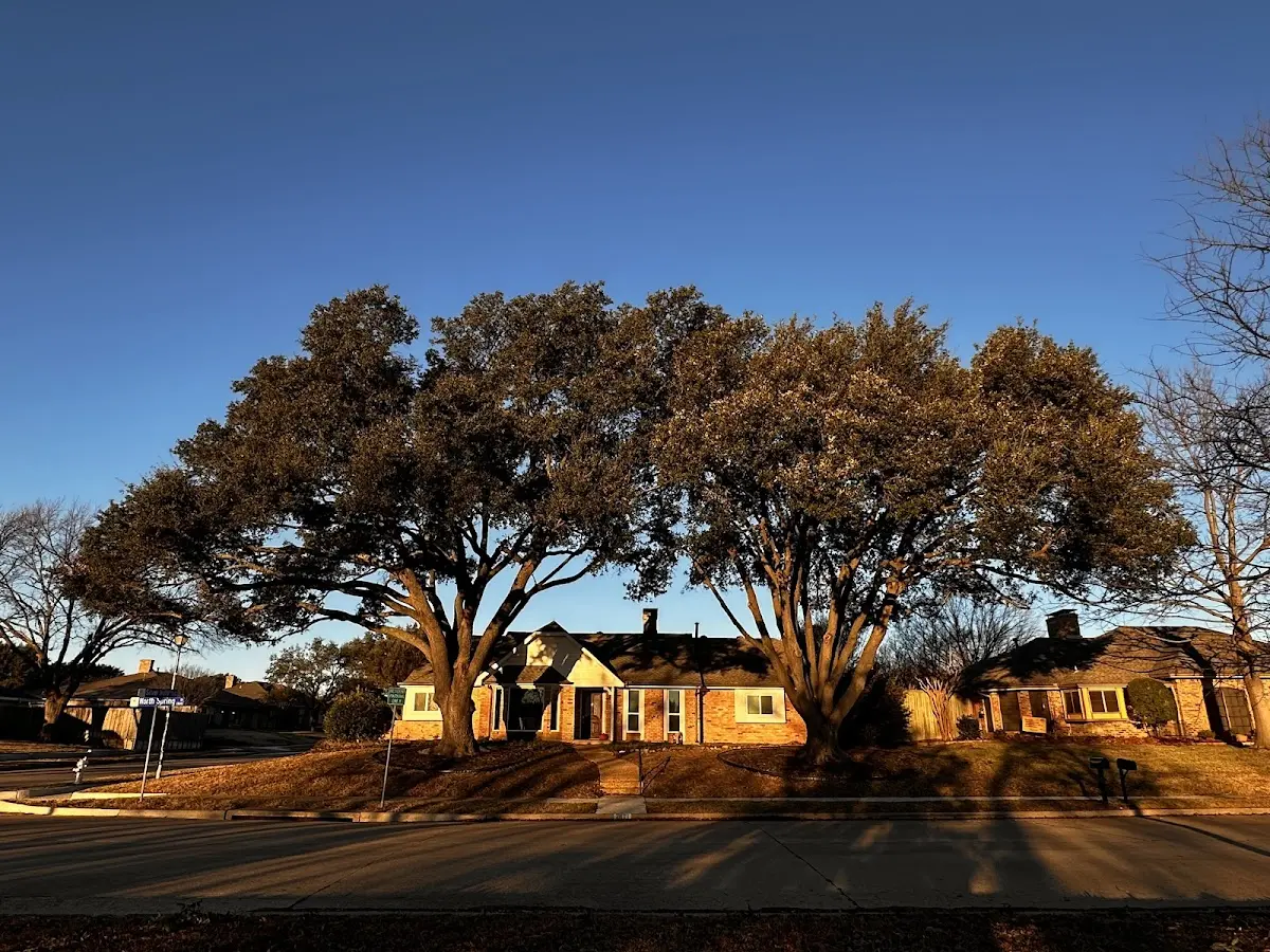 Established residential canopy tree shading a home in Spring City